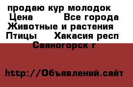 продаю кур молодок. › Цена ­ 320 - Все города Животные и растения » Птицы   . Хакасия респ.,Саяногорск г.